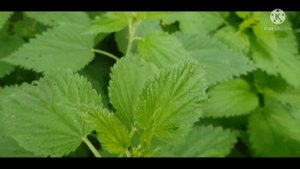 Крапива двудомная - жгучая целительница