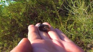 В хорошем месте нашел камень кварц волосатик