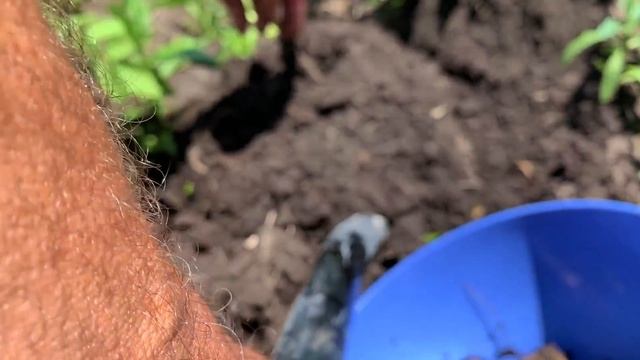 #222 Новые жильцы на хуторе. Прямиком из Гергебиля. Гергебильские куры / Жизнь в деревне смотреть онлайн