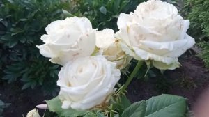 Супер обильное цветение ч/г розы Аваланж в 2021г.