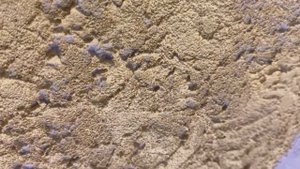 Мастер класс по созданию интерьерной картины своими руками с помощью текстурной пасты и потали