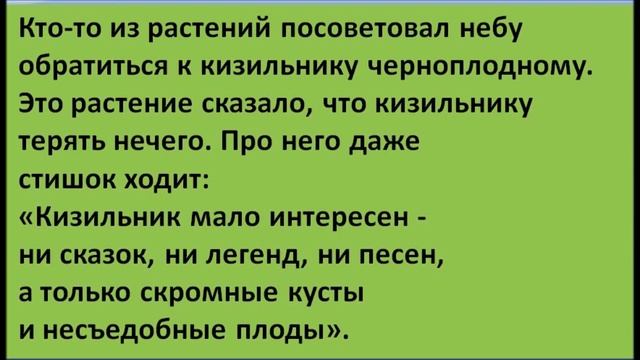 Легенда о кизильнике черноплодном смотреть онлайн