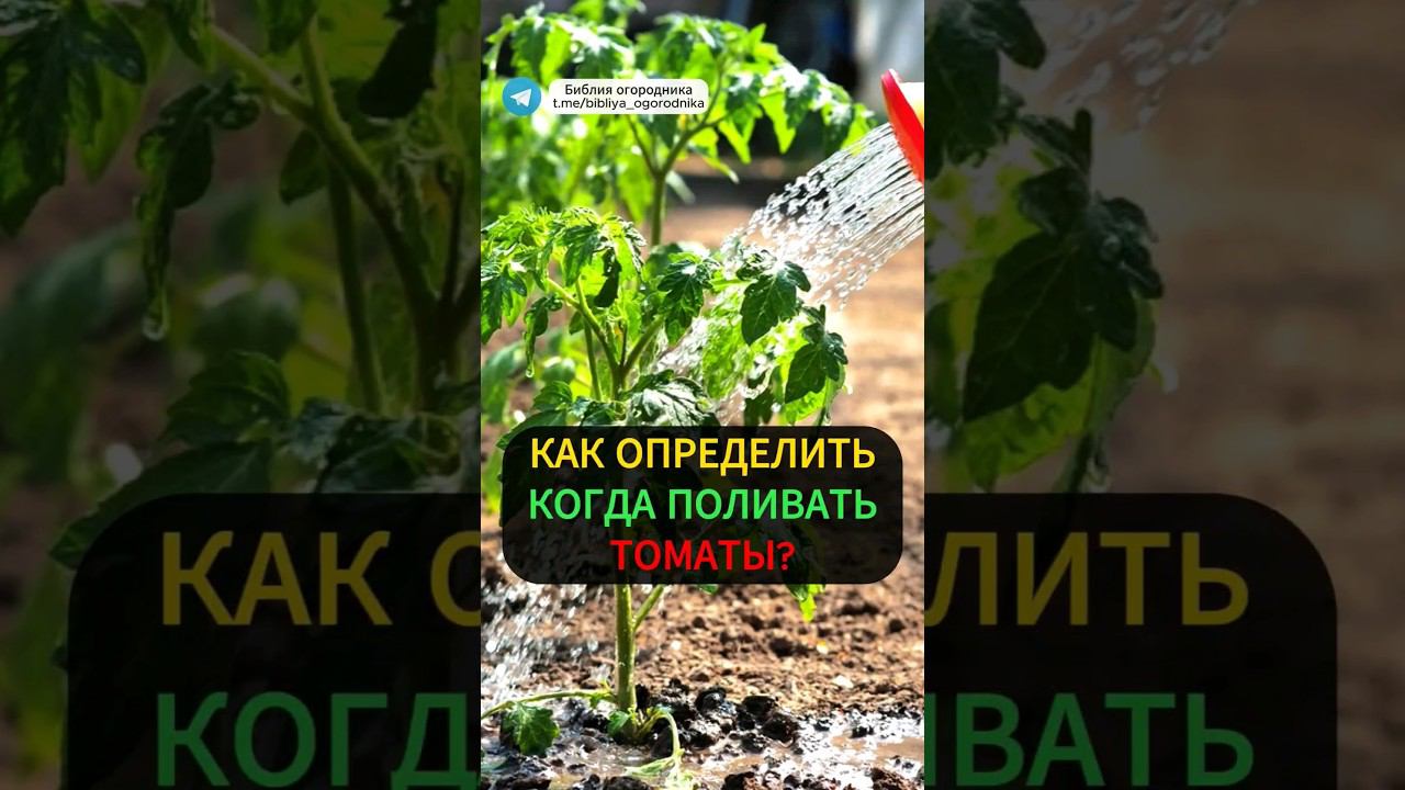 Когда поливать томаты:Простой способ проверить влажность почвы #огород #томаты #полив #помидоры #сад