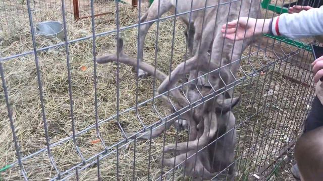 Олень )))) омск 2018г смотреть онлайн