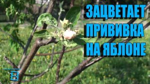 Прививка на "Семейной" яблоне зацвела. Дерево - Букет #Прививка