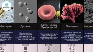 МИКРОскопические Организмы