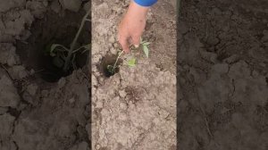 Высадка рассады помидор "под палку".
