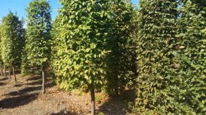 Граб обыкновенный формированный | Plante.md