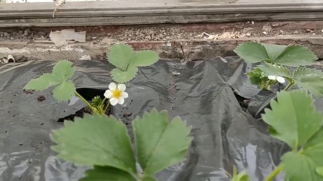 Клубника Джоли и Капри смотреть онлайн