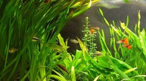 Ростение валлиснерия