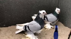 Обзор Белоголовой племянной  птицы от голубевода Andrej Busik aus Hessen. Голуби / Tauben / Pigeons