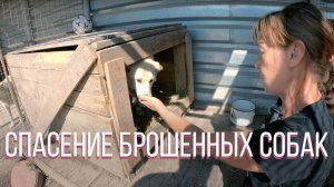 История спасения якутских собак| Приют для животных| Добрые поступки