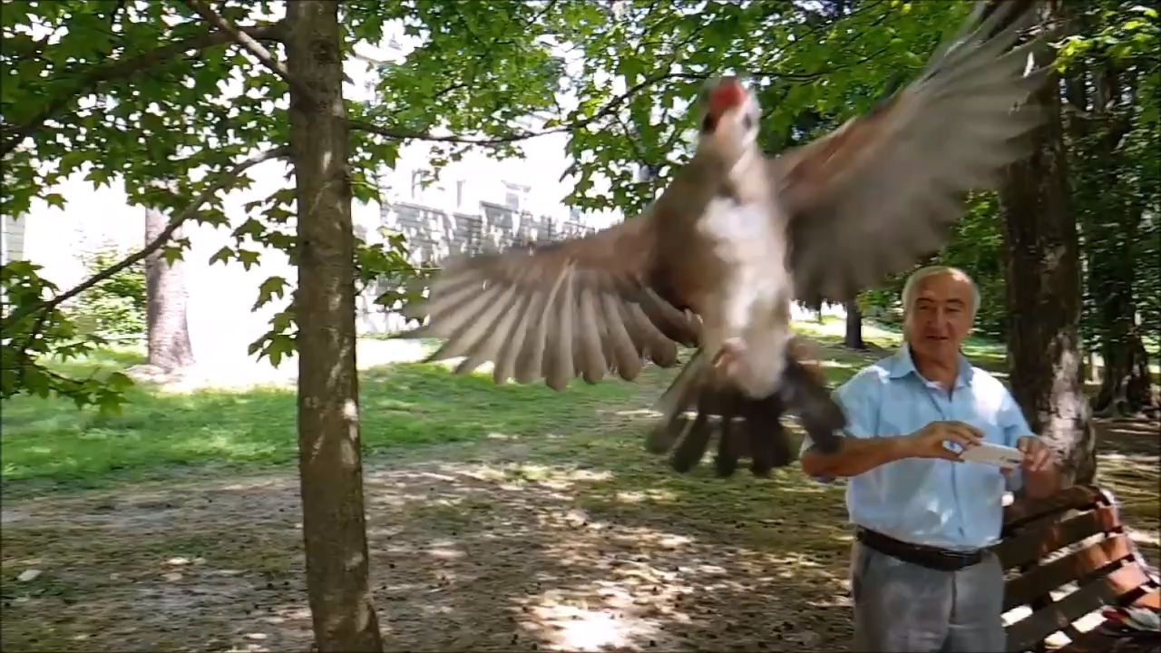 Сойка выбирает оператора смотреть онлайн