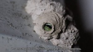 Самые древние животные нашей планеты