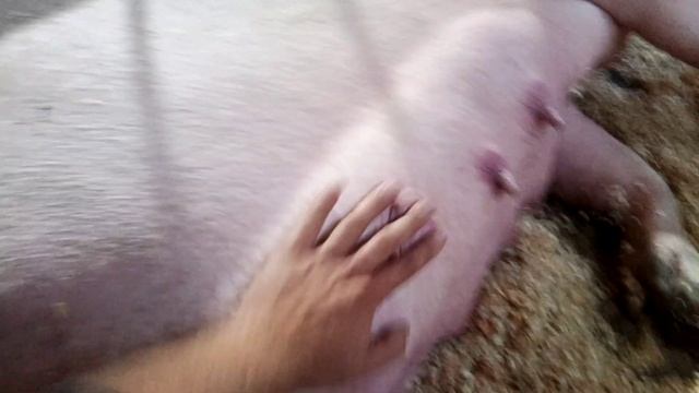 Свиней багато не буває!!! ждемо Опорос... смотреть онлайн