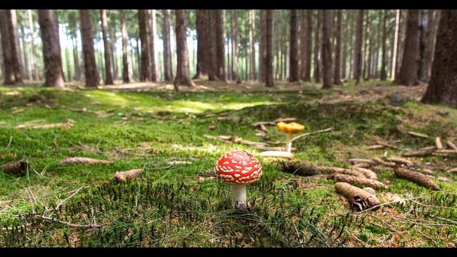 Лесная релаксация смотри отдыхай набирай силы и научись расслабляться