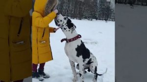 Немецкий дог и ребёнок