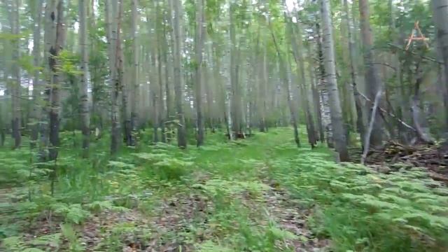 Тайшетская аномальная зона. смотреть онлайн