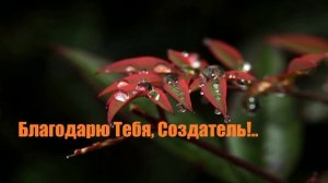 Благодарю Тебя, Создатель!...