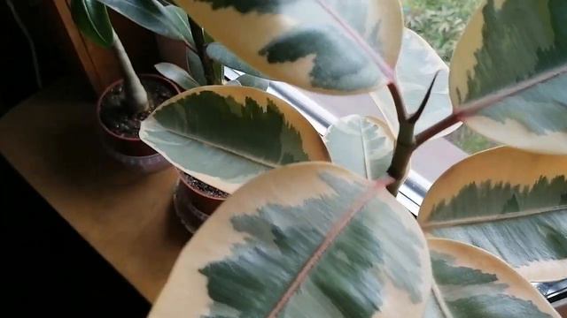 Фикус вариегатный каучуконосный Эластика Ficus elastica