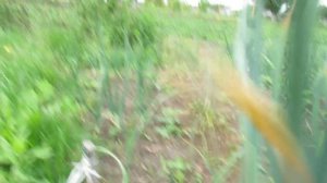 чеснок . обзор сортов чеснока . часть 2