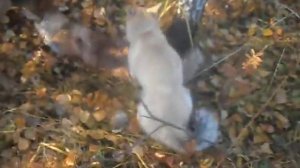 охота на лисицу с гончей и дворнягой