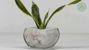 10 indoor Plants that can grow in water | Water growing indoor plants | House plants in water