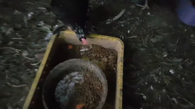 Кормлю кур.Надо ли курам гулять долго зимой.