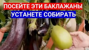 ЧЕРЕЗ СКОЛЬКО ВЗОЙДУТ СЕМЕНА БАКЛАЖАНОВ - КОГДА ЛУЧШЕ СЕЯТЬ