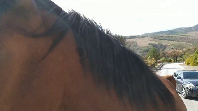 Дикие лошади окружили нас в Крыму смотреть онлайн