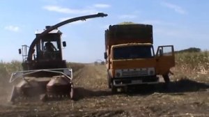 Заготовка силоса.