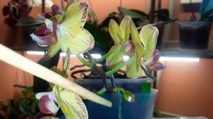 ???Липкие капли на цветоносе орхидеи. Что это? И что с этим делать?