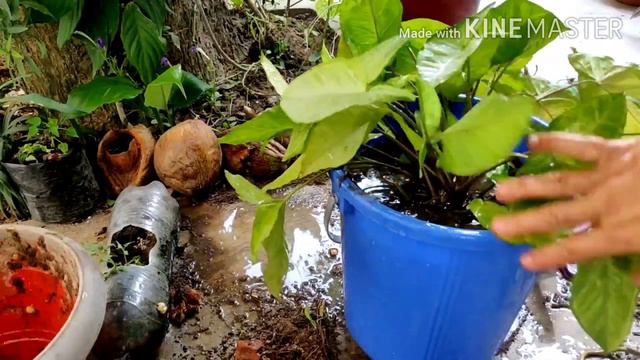 74- Indoor air purifying plant Syngoniuam/Aroid/Arrowhead Plant total care n propogation смотреть онлайн