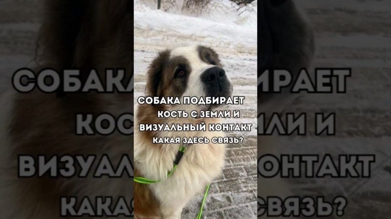 Собака подбирает кость с земли и визуальный контакт какая здесь связь?#shorts #short