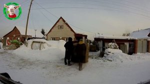 Козлятнику сено быть