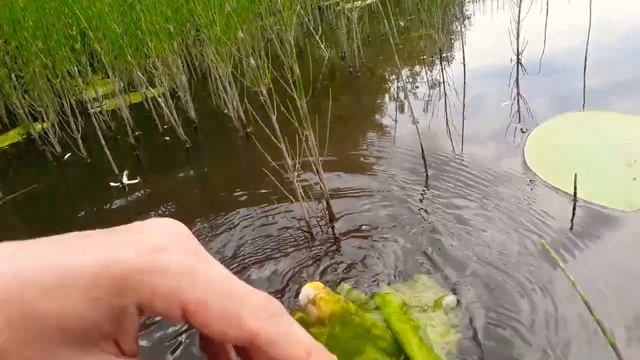 Как выглядит кубышка? Чем отличается от кувшинки? смотреть онлайн