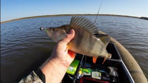 КУЧА РЫБЫ ПРЯМО ПОД ЛОДКОЙ #рыбалка #щука #спиннинг #fishing #pike #pikefishing #perch