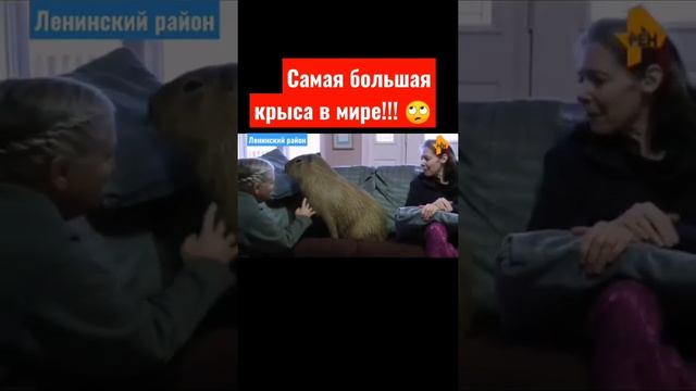 самая большая крыса в мире #shorts