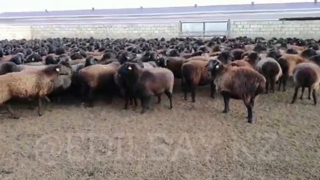 Еділбай қойы | эдильбаевские овцы