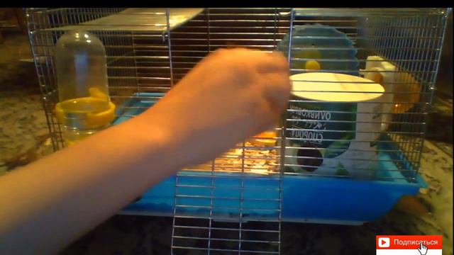 Знакомьтесь! Мои животные. Часть 2 смотреть онлайн