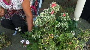 Fancy Leaf Pelargoniums (Mr. Henry Cox)