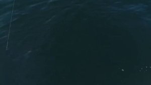 Пилкеры MetallFish : Ловля терпуга около острова Русский