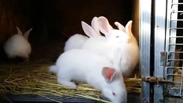 Крольчата породы Бельгийский великан Белые смотреть онлайн