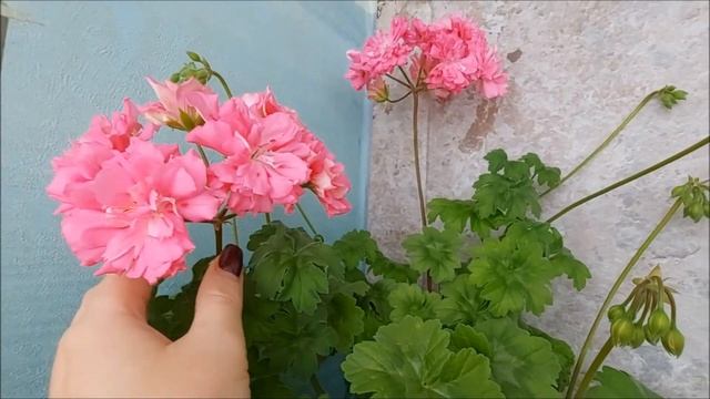 Обзор пеларгонии Unicorn Zonartic Rose. Выпуск от 22.07.22 смотреть онлайн