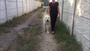 Дрессировка алабая.