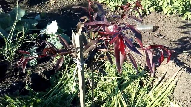 Персик "Бургунди", краснолистый. 11.июня 2016 г. смотреть онлайн