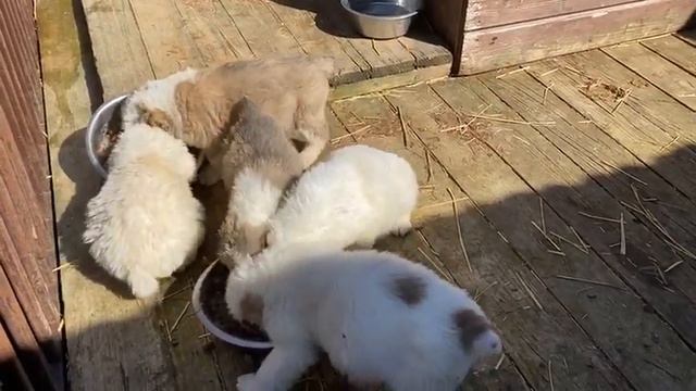 Щенки алабая дата рождения 11 марта 2020