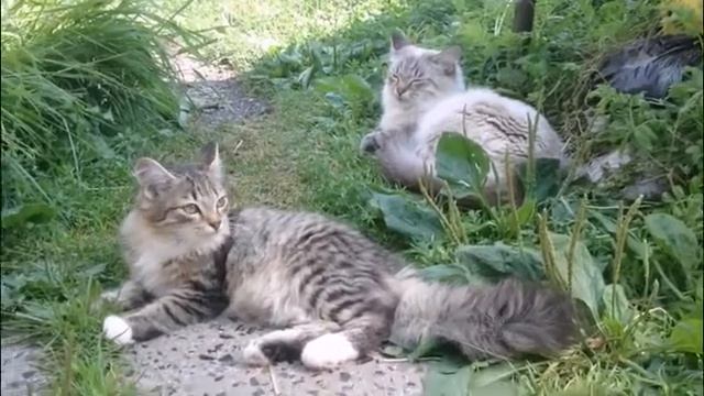 Футаж-Видео. Лягушка и Кошки. Бесплатно и без звука. смотреть онлайн