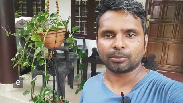 Peperomia Plant | Care and Propagation | മലയാളം | SIJOseGarden