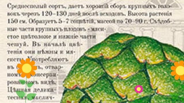Артишок (Гурман). Краткий обзор: Артишок описание характеристик, где купить семена